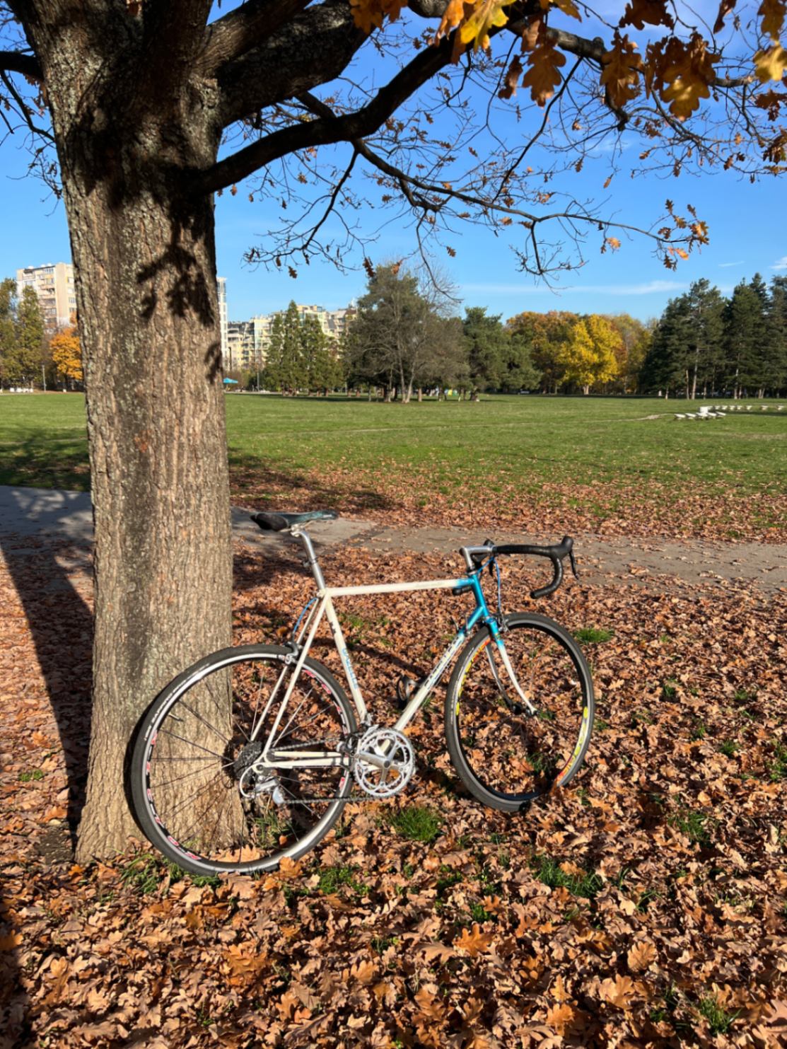 Gazelle Champion mondial Ab frame